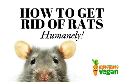 Oh rats! How to get rid of them humanely